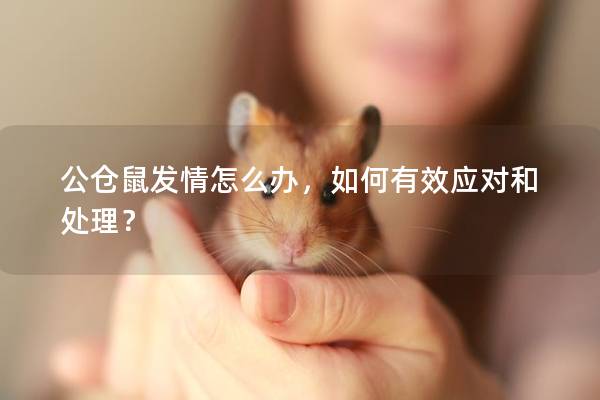 公仓鼠发情怎么办，如何有效应对和处理？