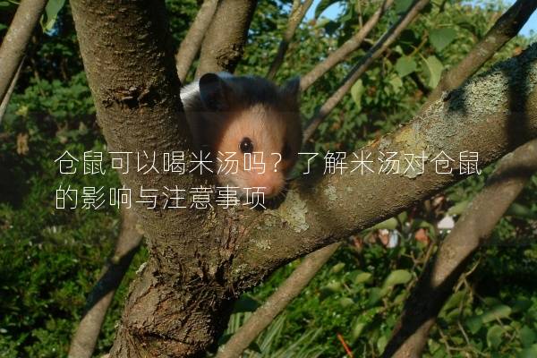 仓鼠可以喝米汤吗？了解米汤对仓鼠的影响与注意事项