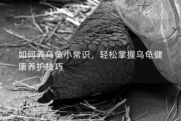 如何养乌龟小常识，轻松掌握乌龟健康养护技巧