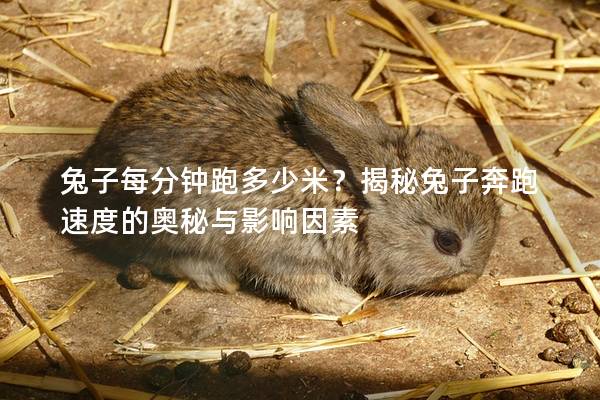 兔子每分钟跑多少米？揭秘兔子奔跑速度的奥秘与影响因素