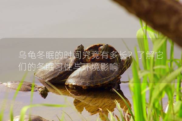 乌龟冬眠的时间究竟有多长？了解它们的冬眠习性与环境影响