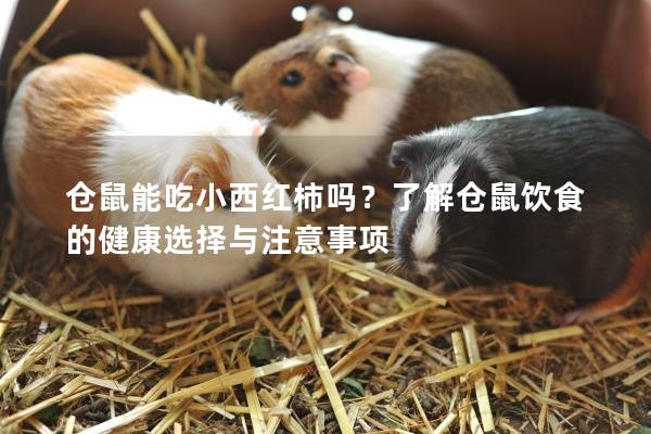 仓鼠能吃小西红柿吗？了解仓鼠饮食的健康选择与注意事项