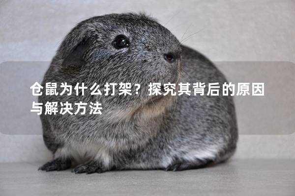 仓鼠为什么打架？探究其背后的原因与解决方法