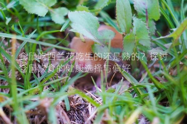 仓鼠吃西兰花吃生的还是熟的？探讨仓鼠饮食的健康选择与偏好