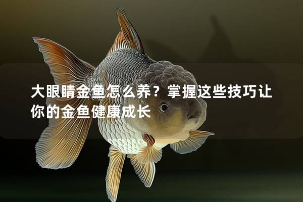 大眼睛金鱼怎么养？掌握这些技巧让你的金鱼健康成长