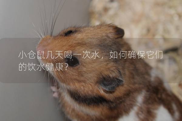 小仓鼠几天喝一次水，如何确保它们的饮水健康？