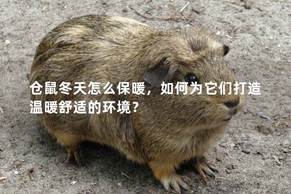 仓鼠冬天怎么保暖，如何为它们打造温暖舒适的环境？