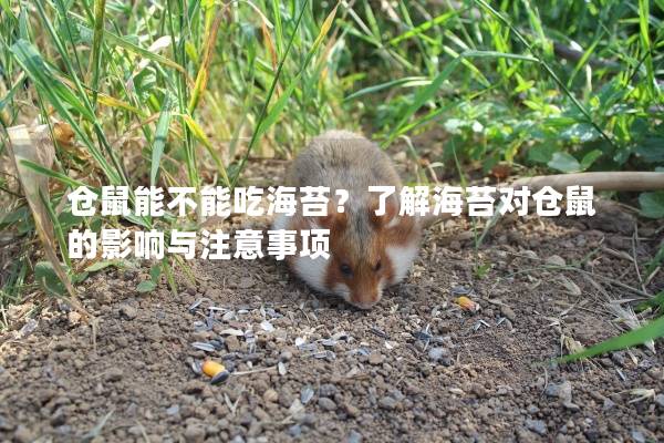 仓鼠能不能吃海苔？了解海苔对仓鼠的影响与注意事项