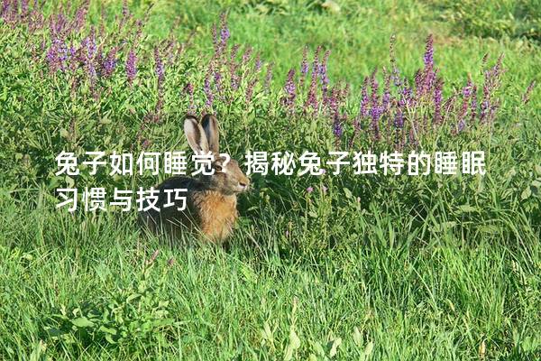 兔子如何睡觉？揭秘兔子独特的睡眠习惯与技巧