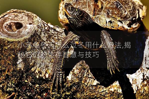 小乌龟冬天怎么过冬用什么方法,揭秘它们的生存智慧与技巧