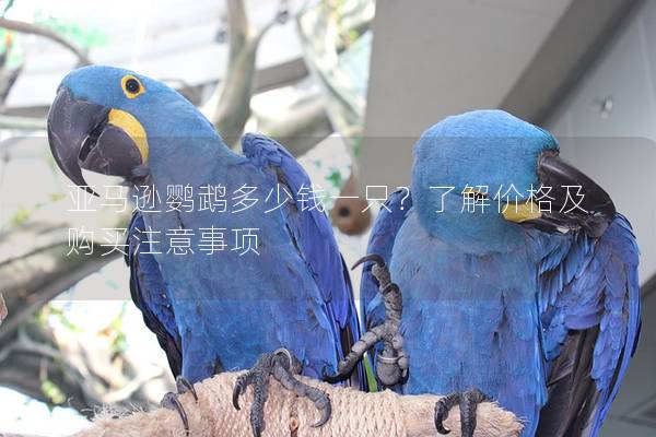 亚马逊鹦鹉多少钱一只？了解价格及购买注意事项