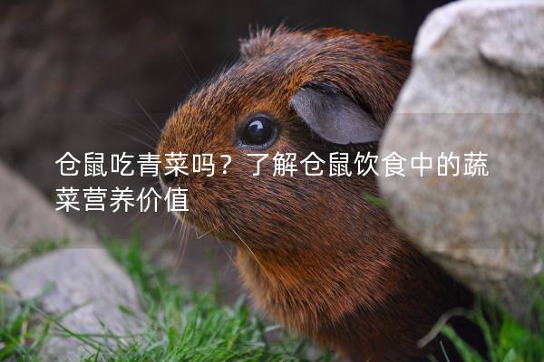 仓鼠吃青菜吗？了解仓鼠饮食中的蔬菜营养价值