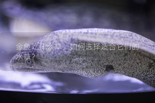 金鱼吃什么草，如何选择适合它们的水草？