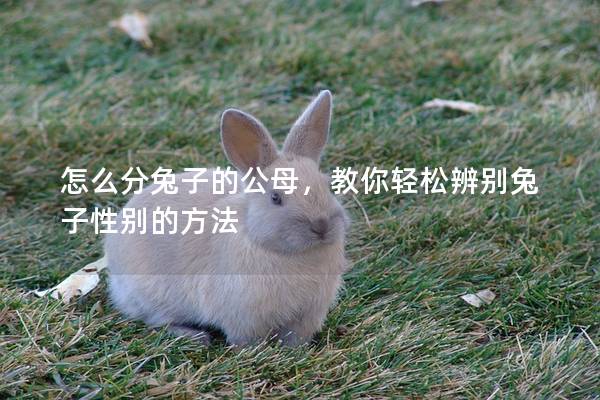 怎么分兔子的公母，教你轻松辨别兔子性别的方法