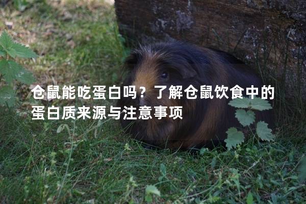 仓鼠能吃蛋白吗？了解仓鼠饮食中的蛋白质来源与注意事项