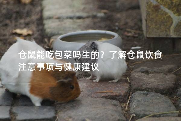 仓鼠能吃包菜吗生的？了解仓鼠饮食注意事项与健康建议