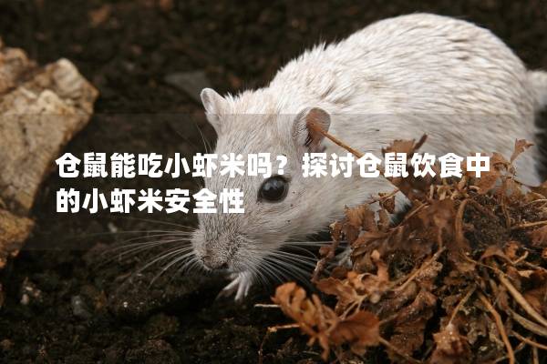 仓鼠能吃小虾米吗？探讨仓鼠饮食中的小虾米安全性