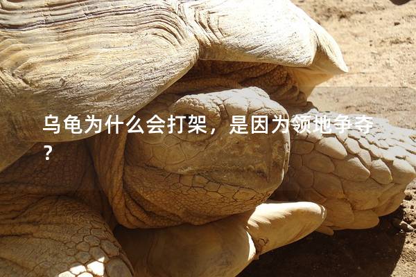 乌龟为什么会打架，是因为领地争夺？