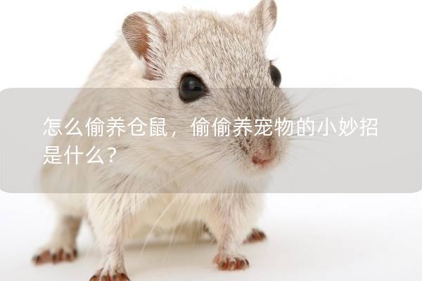 怎么偷养仓鼠，偷偷养宠物的小妙招是什么？