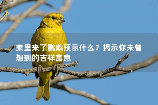 家里来了鹦鹉预示什么？揭示你未曾想到的吉祥寓意