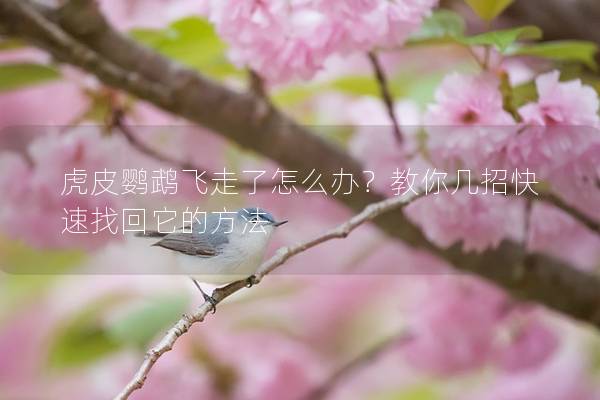 虎皮鹦鹉飞走了怎么办？教你几招快速找回它的方法
