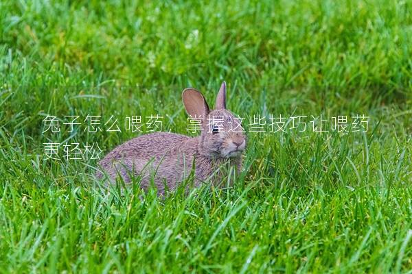 兔子怎么喂药，掌握这些技巧让喂药更轻松