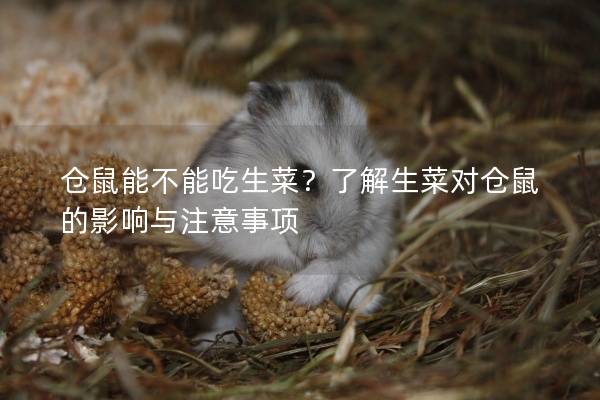 仓鼠能不能吃生菜？了解生菜对仓鼠的影响与注意事项