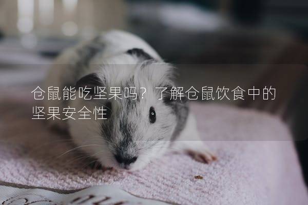 仓鼠能吃坚果吗？了解仓鼠饮食中的坚果安全性