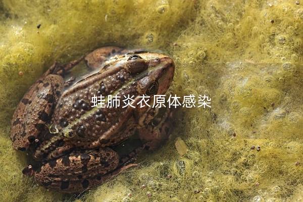 蛙肺炎衣原体感染