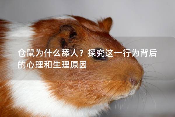 仓鼠为什么舔人？探究这一行为背后的心理和生理原因