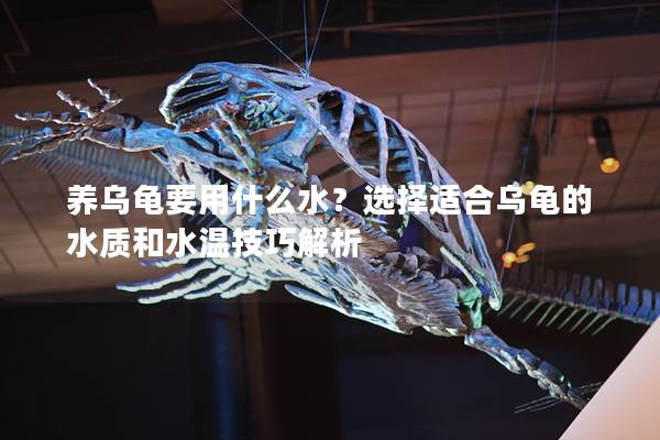 养乌龟要用什么水？选择适合乌龟的水质和水温技巧解析
