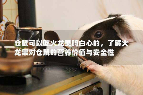 仓鼠可以吃火龙果吗白心的，了解火龙果对仓鼠的营养价值与安全性