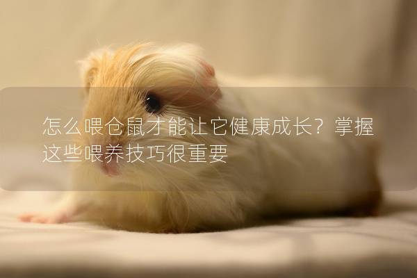怎么喂仓鼠才能让它健康成长？掌握这些喂养技巧很重要
