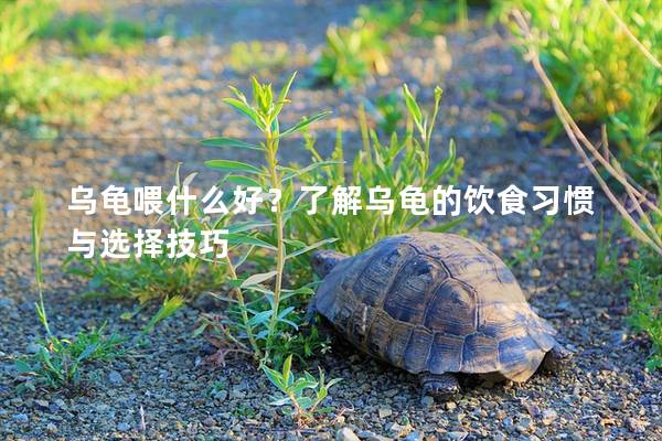乌龟喂什么好？了解乌龟的饮食习惯与选择技巧