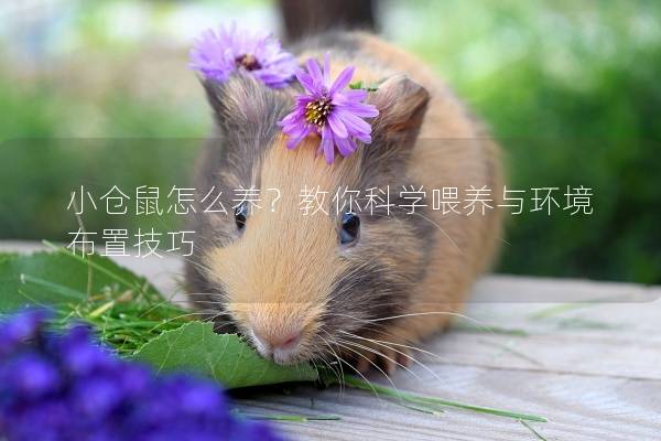 小仓鼠怎么养？教你科学喂养与环境布置技巧