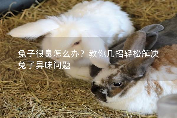 兔子很臭怎么办？教你几招轻松解决兔子异味问题