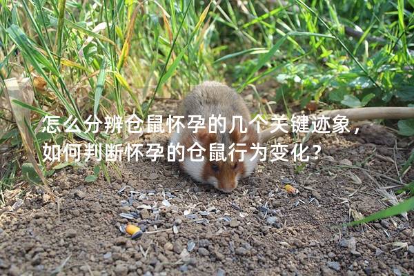 怎么分辨仓鼠怀孕的几个关键迹象，如何判断怀孕的仓鼠行为变化？
