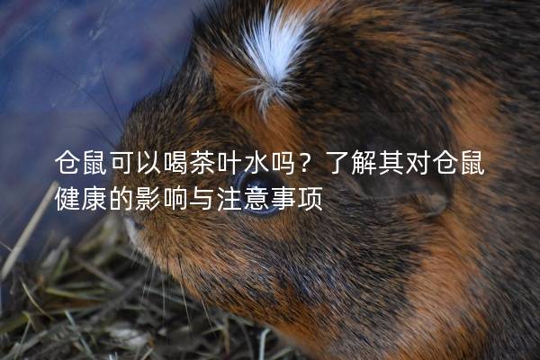 仓鼠可以喝茶叶水吗？了解其对仓鼠健康的影响与注意事项