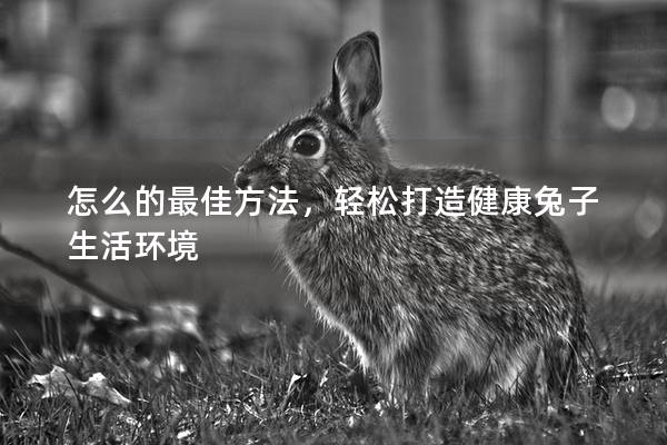 怎么的最佳方法，轻松打造健康兔子生活环境