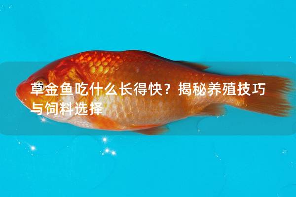 草金鱼吃什么长得快？揭秘养殖技巧与饲料选择