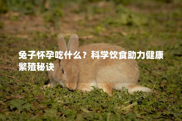 兔子怀孕吃什么？科学饮食助力健康繁殖秘诀
