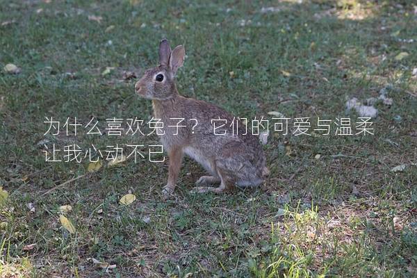 为什么喜欢兔子？它们的可爱与温柔让我心动不已