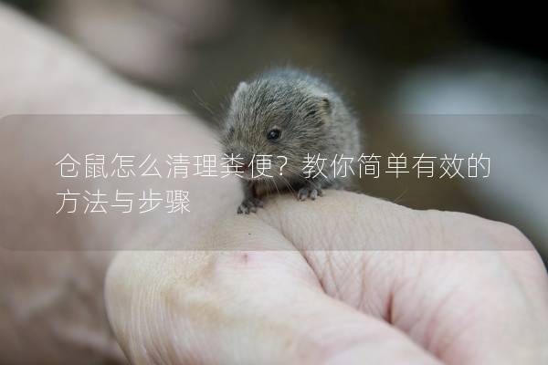 仓鼠怎么清理粪便？教你简单有效的方法与步骤