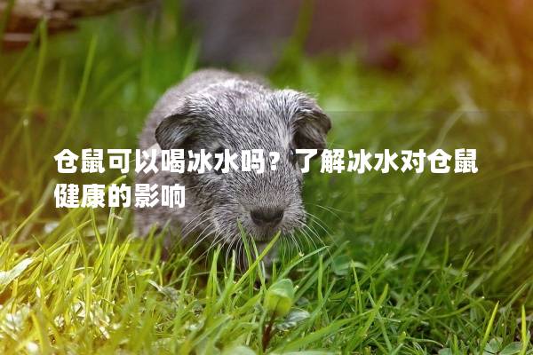 仓鼠可以喝冰水吗？了解冰水对仓鼠健康的影响