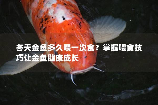 冬天金鱼多久喂一次食？掌握喂食技巧让金鱼健康成长