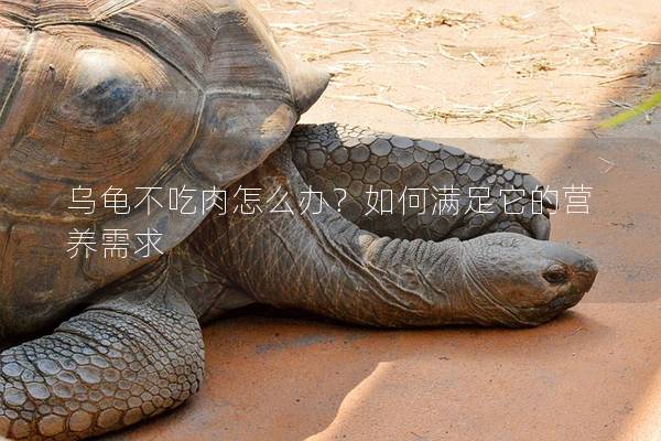乌龟不吃肉怎么办？如何满足它的营养需求