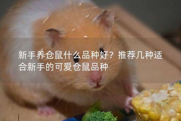 新手养仓鼠什么品种好？推荐几种适合新手的可爱仓鼠品种
