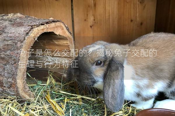 兔子是怎么交配的？揭秘兔子交配的生理与行为特征