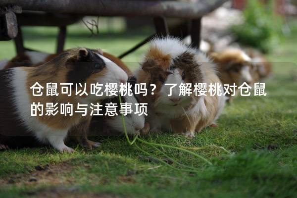 仓鼠可以吃樱桃吗？了解樱桃对仓鼠的影响与注意事项