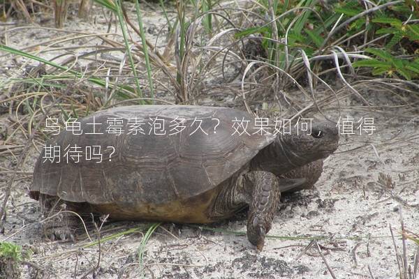 乌龟土霉素泡多久？效果如何，值得期待吗？